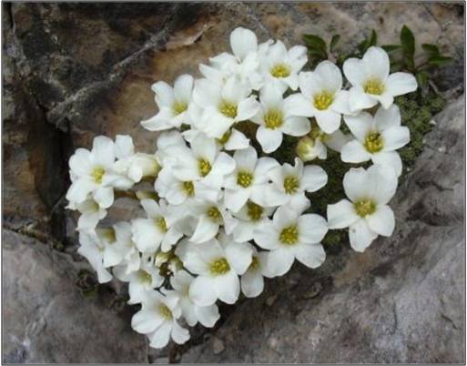 Saxifraga burseriana / Saxifraga di Burser